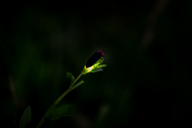 国内130カ所以上でホタルの再生を成功させた